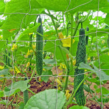 Red de mimbre de poliéster para plantas de jardín, enredadera de pepino, soporte de cultivo, enrejado de jardín 2024 - compra barato