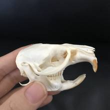 1pcs Ondatra zibethicus Muskrat skull real bone skeleton biology Animal taxidermy 2024 - buy cheap