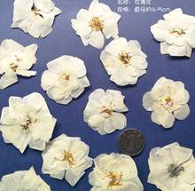 60pcs Pressed Dried White Rose Flower Plants Herbarium For Epoxy Resin Jewelry Making  Bookmark Case Face Makeup Nail Art DIY 2024 - buy cheap