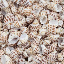 Donfeng-conchas de mar naturales para decoración de playa, adornos de conchas de estilo marino, bricolaje, 20-30mm, 20 Uds. 2024 - compra barato