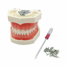 1 Juego de modelo de enseñanza Dental, modelo de dientes de goma suave, modelo estándar con 28 dientes atornillados para clínica Dental 2024 - compra barato