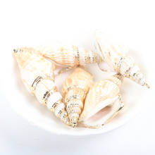 Gold plating Aquarium Beach Nautical DIY Shells Colorful Natural Seashells Decorations Scallop Shells Crafts Decor Ornament 5Pcs 2024 - buy cheap