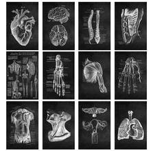 Human Anatomy Canvas Paintings and Posters, Black White Musculoskeletal System Wall Art Picture Decoration Modern Home Office 2024 - buy cheap