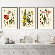 Ilustraciones francesas Vintage, póster de plantas salvajes, flor botánica, lienzo, pintura, arte de pared, imagen para cocina, decoración del hogar 2024 - compra barato