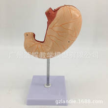 2parts 1:1 Life Size Human Stomach Anatomy Medical Model Coronal Section  medical classroom supplies 2024 - buy cheap
