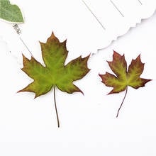 2-6cm/24pcs,Natural Pressed Pentagonal maple leaves,Real Preserved Plant DIY Wedding invitations Craft Bookmark gift Card decor 2024 - buy cheap