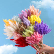 Flores naturales secas para decoración del hogar, accesorios de fiesta de boda, cola de conejo, Pampas negras, 10 unids/lote 2024 - compra barato