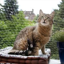 Red protectora de plástico para gatos, red de protección para mascotas, resistente, cubierta de alambre segura para ventanas balcones 2024 - compra barato