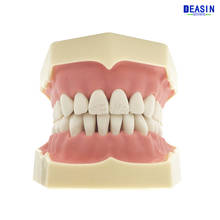 Free shipping New Dental Soft Gum Teeth Model with tougneTypodont w/ 32 Removable Teeth NISSIN 200 Compatible 2024 - buy cheap