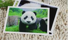 Животный мир-животные панда открытки/карты коллекция художественная линзовидная переработанная записываемая 10,2*14,2 см 6 шт 2024 - купить недорого
