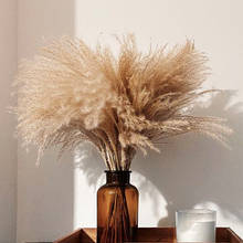 Fluffy  Fall Decor Wedding Decor Flower Bunch Small Pampas Grass Home Decor Real Pampas Grass Reed Natural Plant Ornaments 2024 - buy cheap