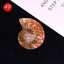 1 peça espiral natural de cristal ammolite, seção ammolite de quartzo puro fóssil granulado, artesanato, coleção de pedra, pingentes diy para presente 2024 - compre barato