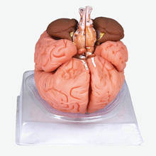 ISO Deluxe Human Brain model, Anatomical Brain Model 2024 - buy cheap