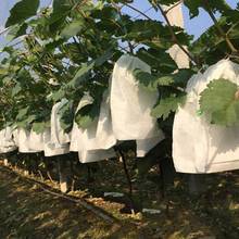 Sacos de proteção de uva para frutas, vegetais, uvas, saco de malha contra insetos à prova d'água, ensacamento de mudas, 100 unidades 2024 - compre barato