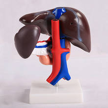 Liver Duodenum Pancreas Model Pancreas Spleen Gallbladder Human Body Anatomy Medical Model BIX-A1053 2024 - buy cheap