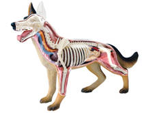 4d perro, gato, caballo, Rana, tiburón, oso, cerdo, modelo de anatomía, Esqueleto, juguete de ensamblaje médico 2024 - compra barato