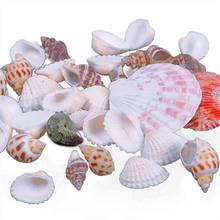 100g Mixed Sea Beach Shells Crafts Seashells Aquarium Decor Photography Props Kid Craft Toys Fish Tank Decorative Accessories 2024 - buy cheap