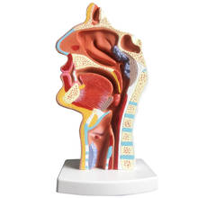 Анатомическая модель носа, рта и горла 2024 - купить недорого
