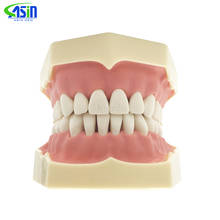 Good quality Dental Soft Gum Teeth Model with tougneTypodont 28/32 Removable Teeth with tongue NISSIN 200 Compatible 2024 - buy cheap