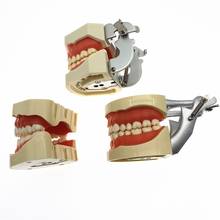 Modelo dental para o modelo dental dos dentes da cabeça do fantasma com o parafuso fixou o modelo do dente da simulação do ensino dos dentes 2024 - compre barato