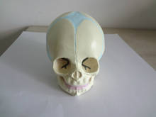 Modelo de cráneo anatómico para bebé humano y Fetal, modelo de enseñanza médica de alta simulación, Cráneo médico para bebé, 1:1 2024 - compra barato