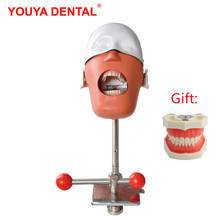 Dental Simulation Head Model Resin Teeth Implant Practice Model Dentistry Phantom Manikins Dentist Training Teaching Tooth Model 2024 - buy cheap