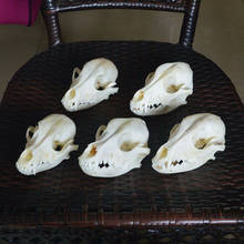 1pcs,3pcs,5pcs real Animal Skull specimen Collectibles Study Unusual Halloween 2024 - buy cheap