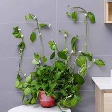 Plant Climbing Retailer Wall-climbing Vines Plants Indoor Self-adhesive Hook Wall Retainer Traceless Climbing Acrylic Adhesive 2024 - buy cheap