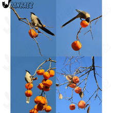 Birds Fruit Tree Diamond Painting Magpie Persimmon Tree 5D Diy Wall Art Mosaic Embroidery Inlaid Room Decoration Gift 2024 - buy cheap