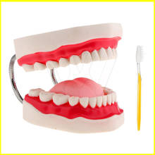 Dental Child Early Learning brushing model six times brushing teeth child care oral teaching model teeth model preschool 2024 - buy cheap