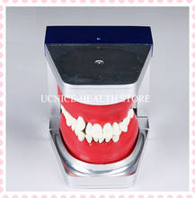 Modelo de dientes de entrenamiento de ortodoncia Dental M8017/modelo de práctica de Typodont/modelo de dientes de estudio de ortodoncia Dental 2024 - compra barato