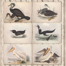 Pintura sobre lienzo de dálmatas Pelican Europa, póster Vintage Kraft, pegatina recubierta para pared, decoración del hogar, regalo 2024 - compra barato