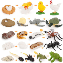 Mini Animal Life Cycle Toy Realistic Turtle//Frog Figure Growth Process Model Kids Early Learning Toys 2024 - buy cheap