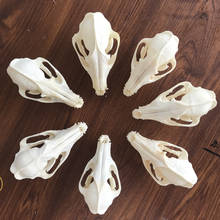 1-5pcs Nyctereutes procyonoides Skull taxidermy real bone skeleton Christmas decoration gift 2024 - buy cheap