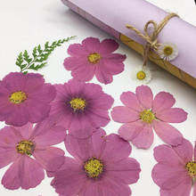 120pcs Dried Pressed Natural Purple Cosmos Bipinnata Cav. Flower For Postcard Photo Frame Jewelry Bookmark Craft DIY Accessories 2024 - buy cheap