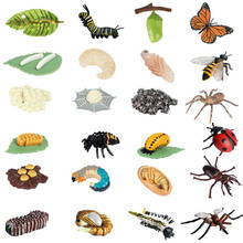 Alicate de crescimento de insetos, modelo animal de simulação para crescimento de insetos, abelha, modelo borboleta, brinquedo cognitivo para crianças 2024 - compre barato