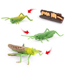 Nature Grasshopper Growth Pre-school Children Early Education Toys 2024 - buy cheap