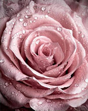 Роза в росе набор для рукоделия, вышивка крестиком 14CT, без принта, Набор для вышивки, ручная работа, домашний декор 2024 - купить недорого