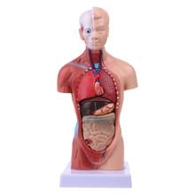 Modelo anatômico do corpo de torso humano, modelo de anatomia, órgões internos médicos para ensino 2024 - compre barato