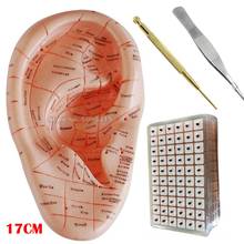 Modelo de acupuntura para oreja, modelo de aplicación auricular para terapia de acupuntura, pegatina de semillas de oreja, 17cm, versión en inglés 2024 - compra barato