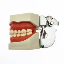 Modelo de dientes dentales con imán para práctica de implante Dental, modelo de enseñanza que muestra el modelo de dientes 2024 - compra barato