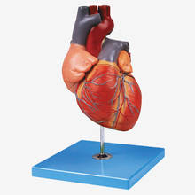 ISO Deluxe Jumbo Human Heart Model, Anatomical Heart model 2024 - buy cheap