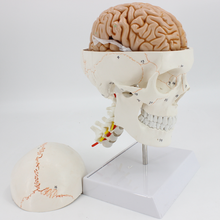 1:1 modelo anatômico de caveira médica, modelo com codificação digital para o cérebro, modelo cervical da coluna 2024 - compre barato