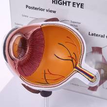 Human Right Cross-Section Eye Eyeball Model Cross Section Anatomical Glaucoma Display Instrument Teaching Tool Anatomical Study 2024 - buy cheap