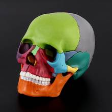 15pcs/set 4D Disassembled Color Skull Anatomical Model Detachable Medical Teaching Tool 2024 - buy cheap