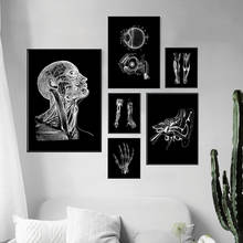 Pôsteres nórdicos e impressões digitais, anatomia, músculo do esqueleto, metacarpo, arte da parede, pintura de quadro, imagens para médico, escritório, decoração 2024 - compre barato