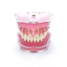 Dental Standard Model with Removable Teeth Dental Study Teach Teeth Model #7008 2024 - buy cheap