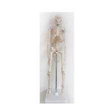 45cm human skeleton model Special medical decoration Family personalized Halloween decorative Figurines scheletro umano 2024 - buy cheap
