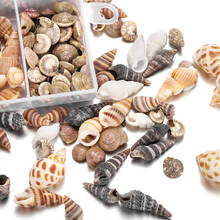 Minicabezal de concha de mar Natural, Material de resina Natural para manualidades, rellenos para fabricación de joyas, herramientas de resina epoxi UV, 1 caja 2024 - compra barato
