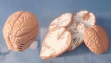 1:1 Human Brain Anatomical Model Horizontal Cutting Anatomy Model of Head and Brain Medical Science Teaching Anatomical Models 2024 - buy cheap